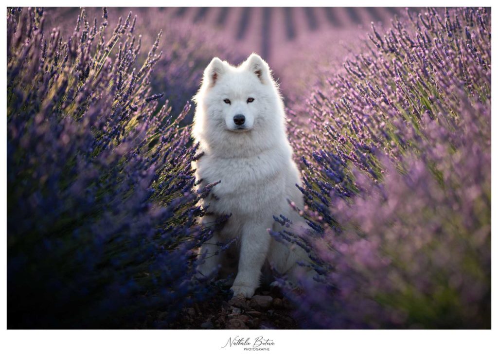Photographe-animalier-aix-en-provence-marseille-pertuis