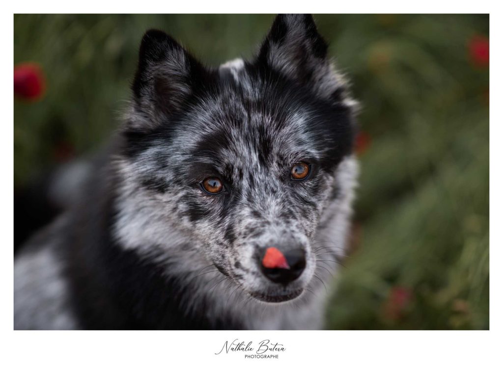 Photographe-animalier-aix-en-provence-marseille-pertuis