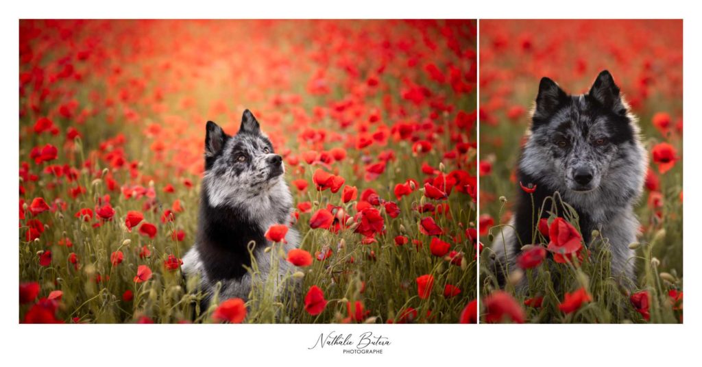 Photographe-animalier-aix-en-provence-marseille-pertuis