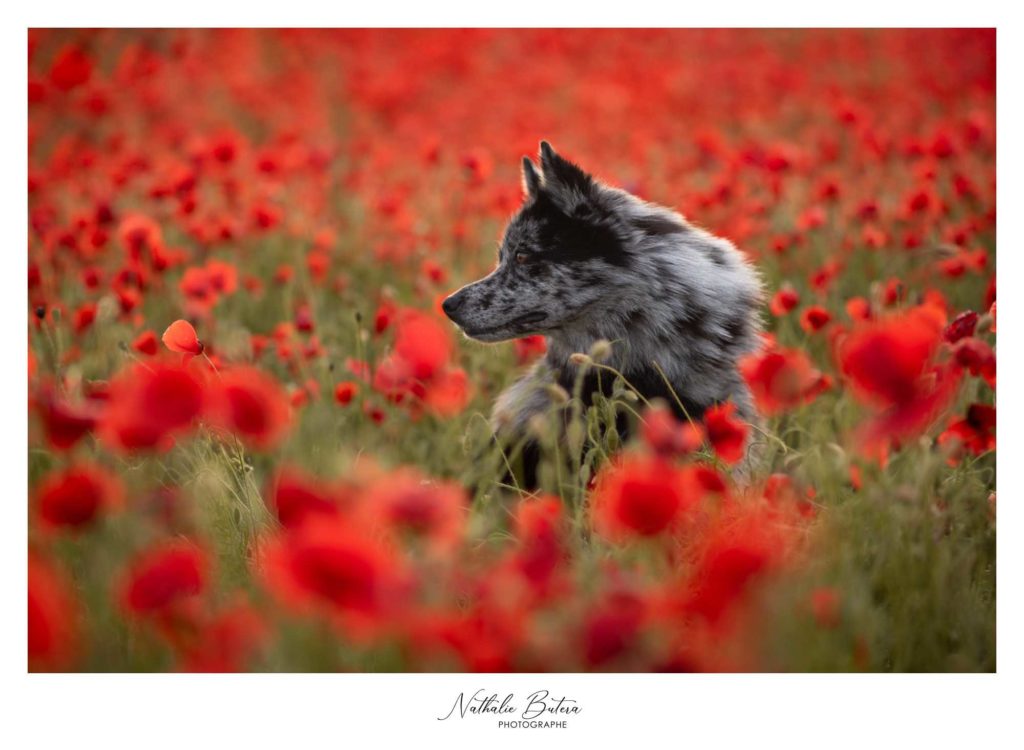 Photographe-animalier-aix-en-provence-marseille-pertuis